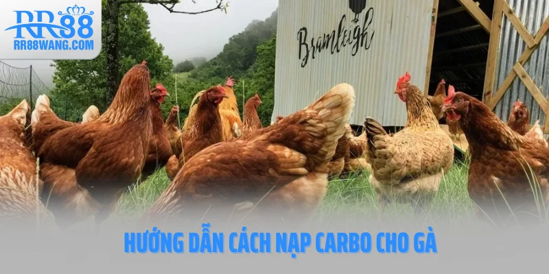 Hướng dẫn cách nạp carbo cho gà
