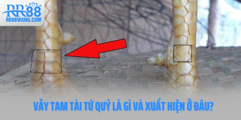 Vảy Tam Tài Tứ Quý là gì và xuất hiện ở đâu?